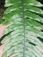 Blechnum chambersii