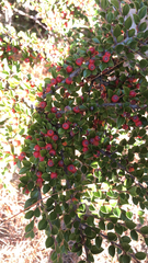 Cotoneaster horizontalis