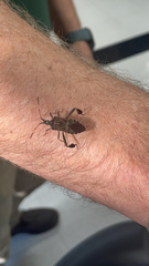 Leptoglossus corculus