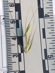 Elymus wiegandii