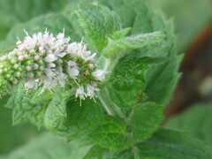Mentha suaveolens