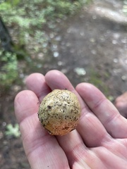 Amphibolips confluenta