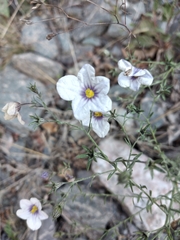 Nierembergia linariifolia