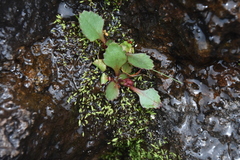 Micranthes occidentalis