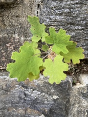 Macleaya cordata