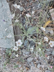 Nierembergia linariifolia