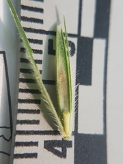 Elymus wiegandii