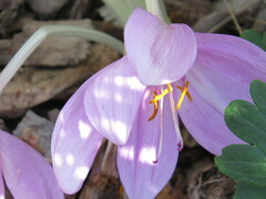 Colchicum autumnale