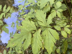 Xanthorhiza simplicissima