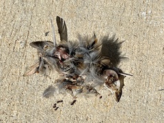 Passer domesticus