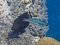 Thalassoma amblycephalus