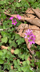 Oxalis debilis