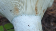 Russula brevipes acrior