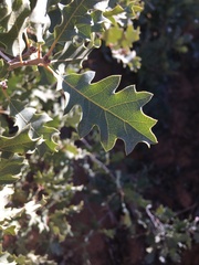 Quercus gambelii