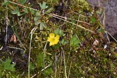 Ranunculus eschscholtzii