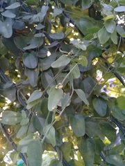 Cocculus diversifolius