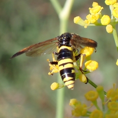 Tenthredo marginella