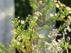 Symphyotrichum pilosum pilosum