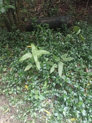 Urtica ferox