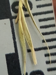 Elymus wiegandii