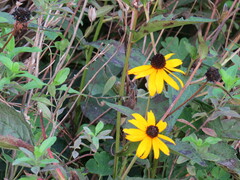 Rudbeckiinae