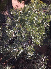 Quercus gambelii