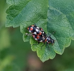 Eriopis connexa