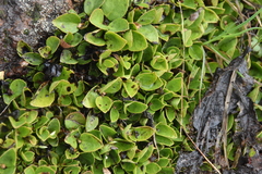 Gaultheria humifusa