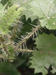 Urtica ferox