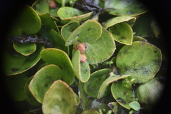 Gaultheria humifusa