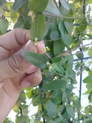Cocculus diversifolius