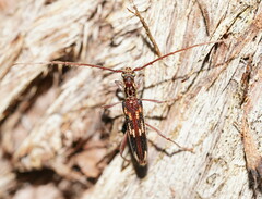 Coptocercus rubripes