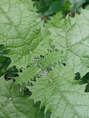 Urtica ferox
