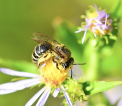 Colletes compactus compactus
