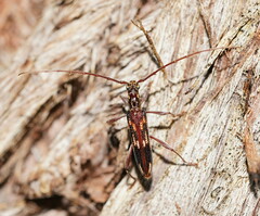 Coptocercus rubripes