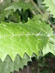 Urtica ferox