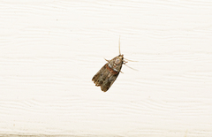Acrobasis tricolorella