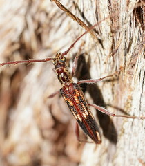 Coptocercus rubripes