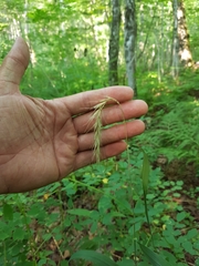 Elymus wiegandii