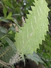 Urtica ferox
