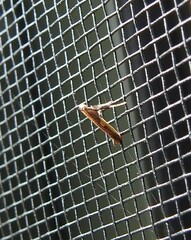 Caloptilia azaleella