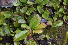 Leptarrhena pyrolifolia