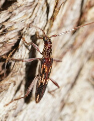 Coptocercus rubripes