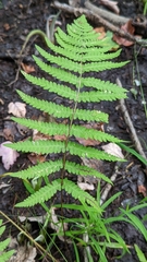 Thelypteris palustris pubescens