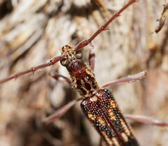 Coptocercus rubripes