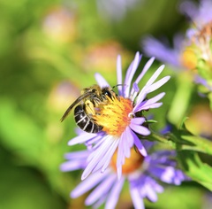 Colletes compactus compactus