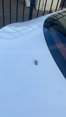Hemiptera
