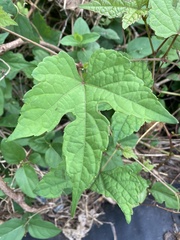 Ampelopsis