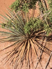 Yucca angustissima