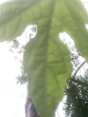 Ampelopsis